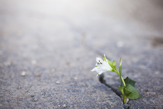 White Flower Growing On Crack Street