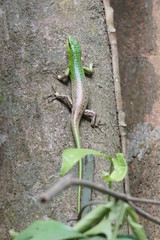 SONY DSC