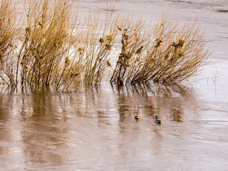 The river Ribble at Ribchester in sunshine after earloier heavy rain and hailstones, Ribchester, Lancashire, UK