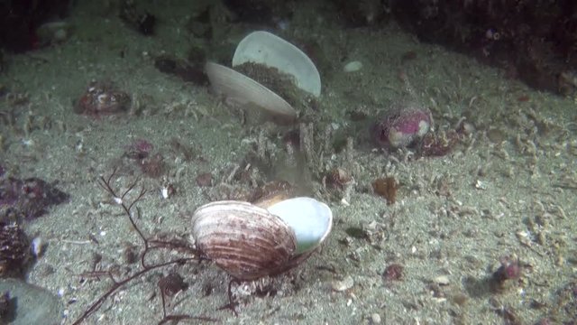 Sea shell underwater in ocean of Alaska. Swimming in amazing world of beautiful wildlife. Inhabitants in search of food. Abyssal relax diving.