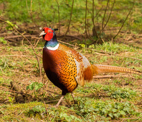 Colourful male pheasants in springtime colours, Lancashire, UK