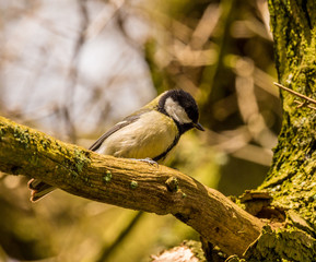 Blue tit bird in trees in springtime, Lancashire, UK