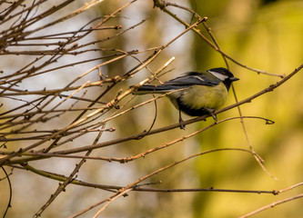Blue tit bird in trees in springtime, Lancashire, UK