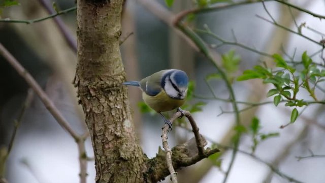 Blue Tit. A colourful mix of blue, yellow, white and green makes the blue tit one of our most attractive and most recognisable garden visitors. 