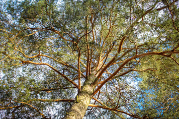 Crown of old high pine
