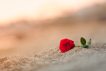Naklejka premium Pojedyncza róża na plaży.