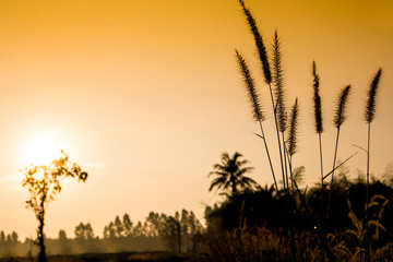 Gold light of sunrise at the countryside