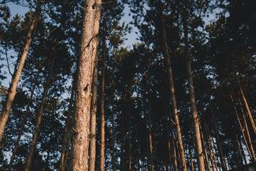Fototapeta premium Forest at sunset