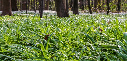 Undurchdringliche Graslandschaft