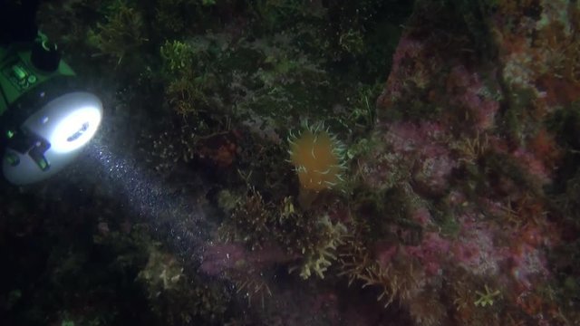 Camera man with flashlight on background seabed underwater in ocean of Alaska. Swimming in amazing world of beautiful wildlife. Inhabitants in search of food. Abyssal relax diving.