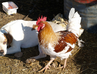 A Beautiful red, ginger, brown and white rooster, and a dog,  on a farm