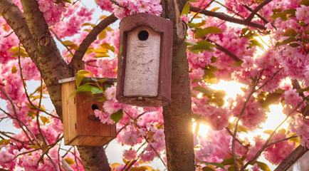 Vogelhaus und japanische Kirschblüte im Frühling