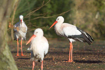 Three Stork's