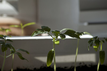 Macro closeup young seedling with green leaves in garden 