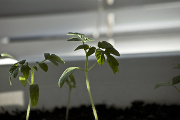 Macro closeup young seedling with green leaves in garden 