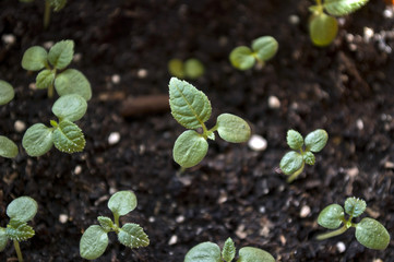Macro closeup young seedling with green leaves in garden 
