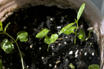 Macro closeup young seedling with green leaves in garden 