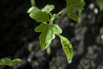 Macro closeup young seedling with green leaves in garden 
