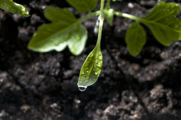 Macro closeup young seedling with green leaves in garden 