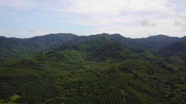 Aerial drone footage of palm oil plantations and rainforest in Thailand, Southeast Asia