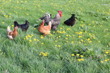 Glückliche Hühner und ein Hahn