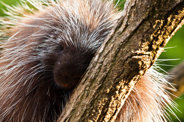 Baumstachler (Erethizontidae)