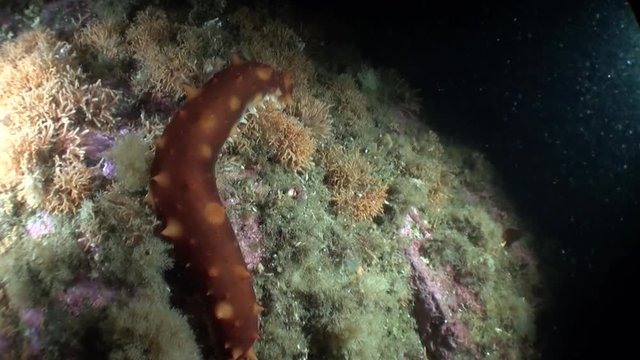 Sea cucumber trepang on background seabed underwater in ocean of Alaska. Swimming in amazing world of beautiful wildlife. Inhabitants in search of food. Abyssal relax diving.