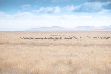 Fototapeta na wymiar Mongolian animal life