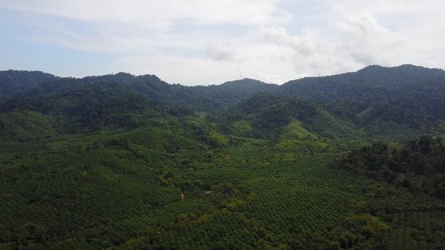 Aerial drone footage of palm oil plantations and rainforest in Thailand, Southeast Asia