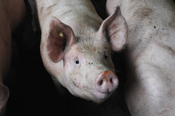 Schweinezucht
