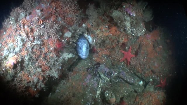 Lancet fish on seabed underwater in ocean of Alaska. Swimming in amazing world of beautiful wildlife. Inhabitants in search of food. Abyssal relax diving.