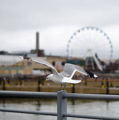 Seagull on Helsinki background