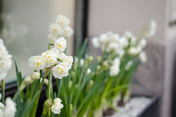Daffodils on the windowsill