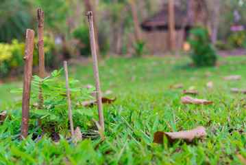 Small plant in garden or park.