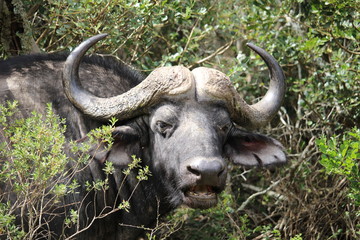 Buffalo