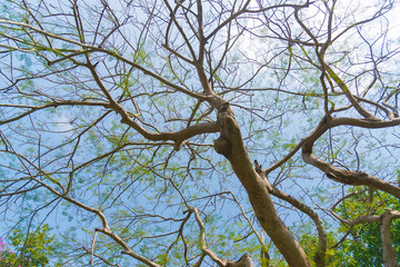 Sky above the trees in the forest