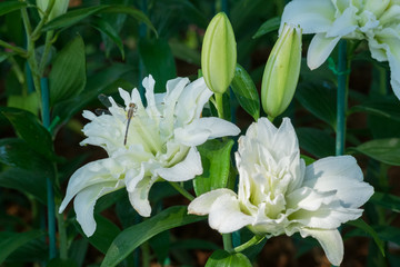 White  lily flower in Park