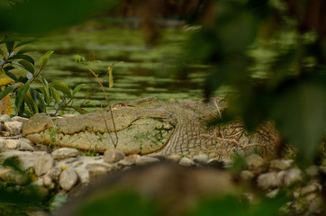 Naklejka na ściany i meble Crocodile beside river