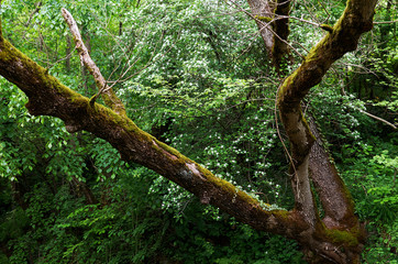 Fototapeta premium Russia. Krasnodar region. Adygea. Nature in Adygea