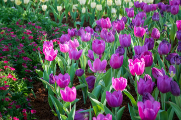 Close up Beautiful Tulip in Park