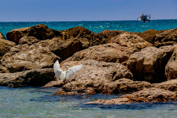 The white bird on the sea breakwater