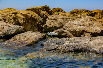 The white bird on the sea breakwater