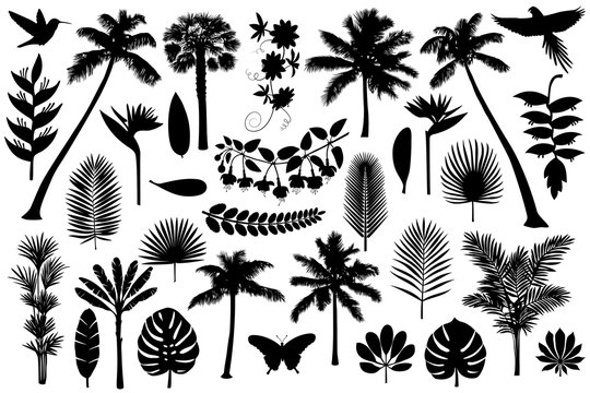 Tropical Silhouette Collection