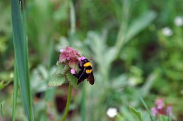 Bee on flower 