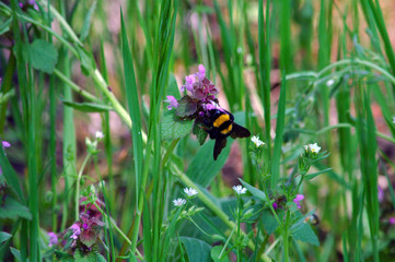 Bee on flower 