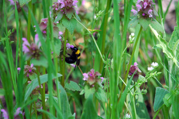 Bee on flower 