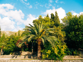 Fototapeta na wymiar Palm tree. Date tree forest in Montenegro.