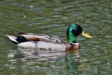 Ein Stockentenerpel schwimmt in einem Fluß