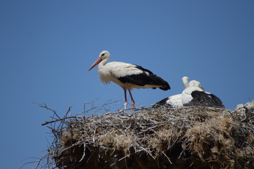 A Stork is about the arrive its nest on july 2016 in Eskisehir, Turkey