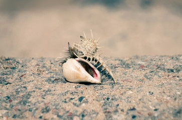 Beautiful marine snail shells in sea on beige background